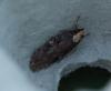 Agonopterix liturosa